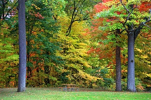 Discover When Leaves Change Color in Michigan (and 5 Beautiful Places to See Them) Picture