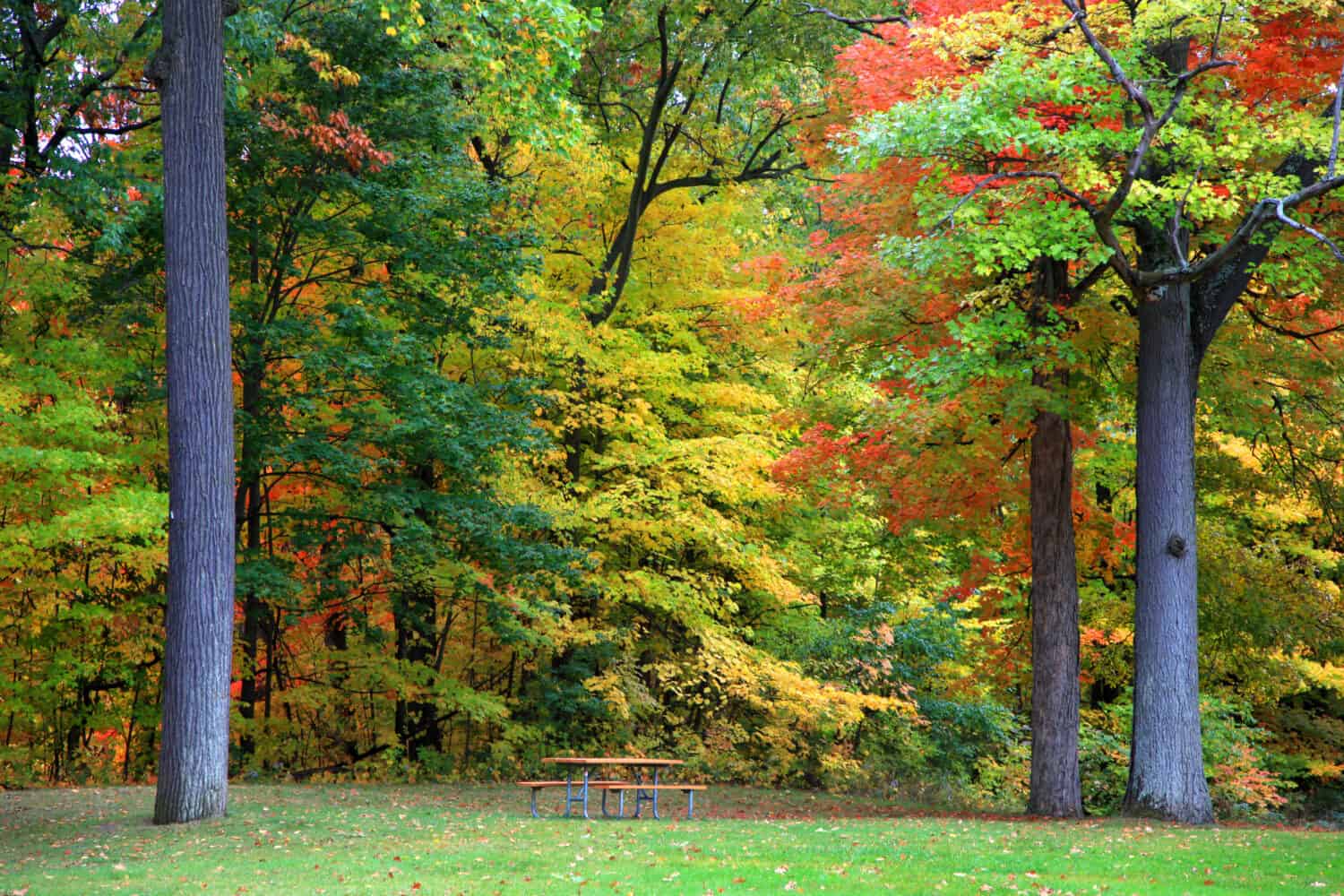 Early autumn trees in Maybury park Novi Michigan