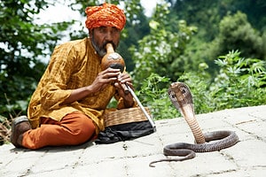 How Snake Charmers “Hypnotize” Cobras Picture