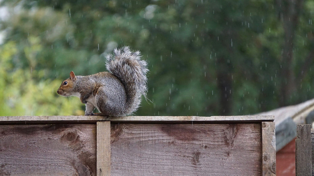 Grey squirrel sitting on top of brown wooden garden fence on a raining autumn day in front of green trees and leaves background, Manchester, United Kingdom