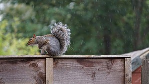 Where Do Squirrels Go When It Rains? Picture