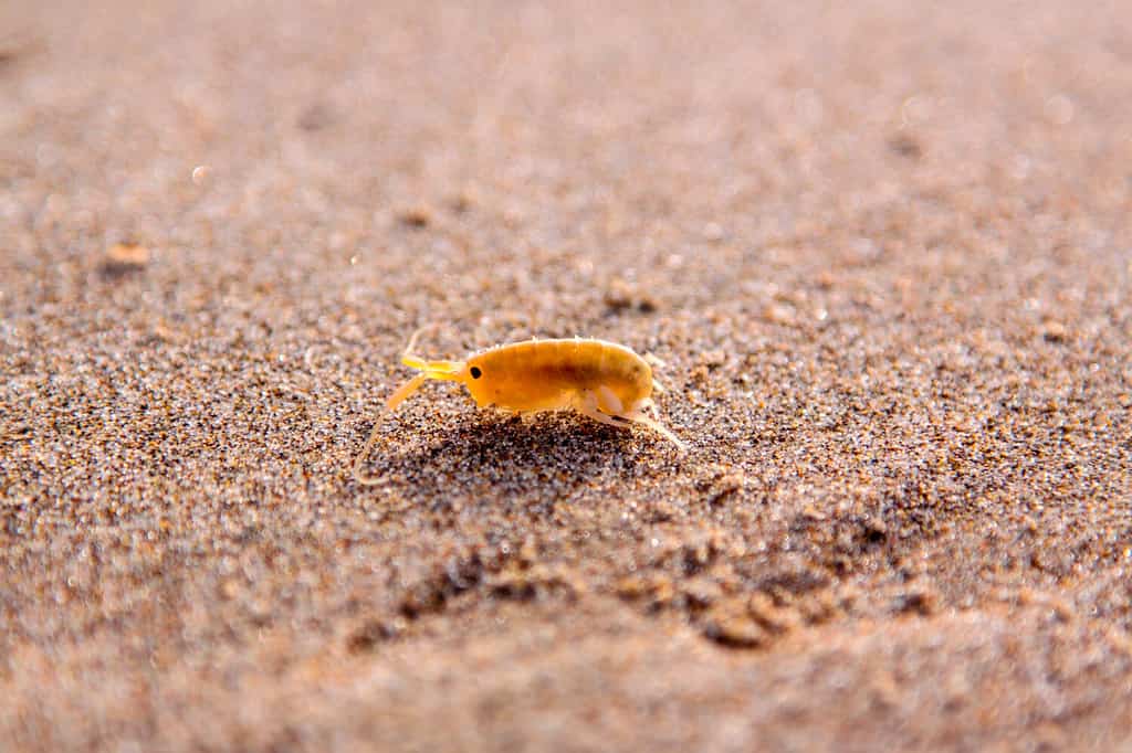 sand-fleas-what-they-look-like-and-how-to-identify-them-a-z-animals