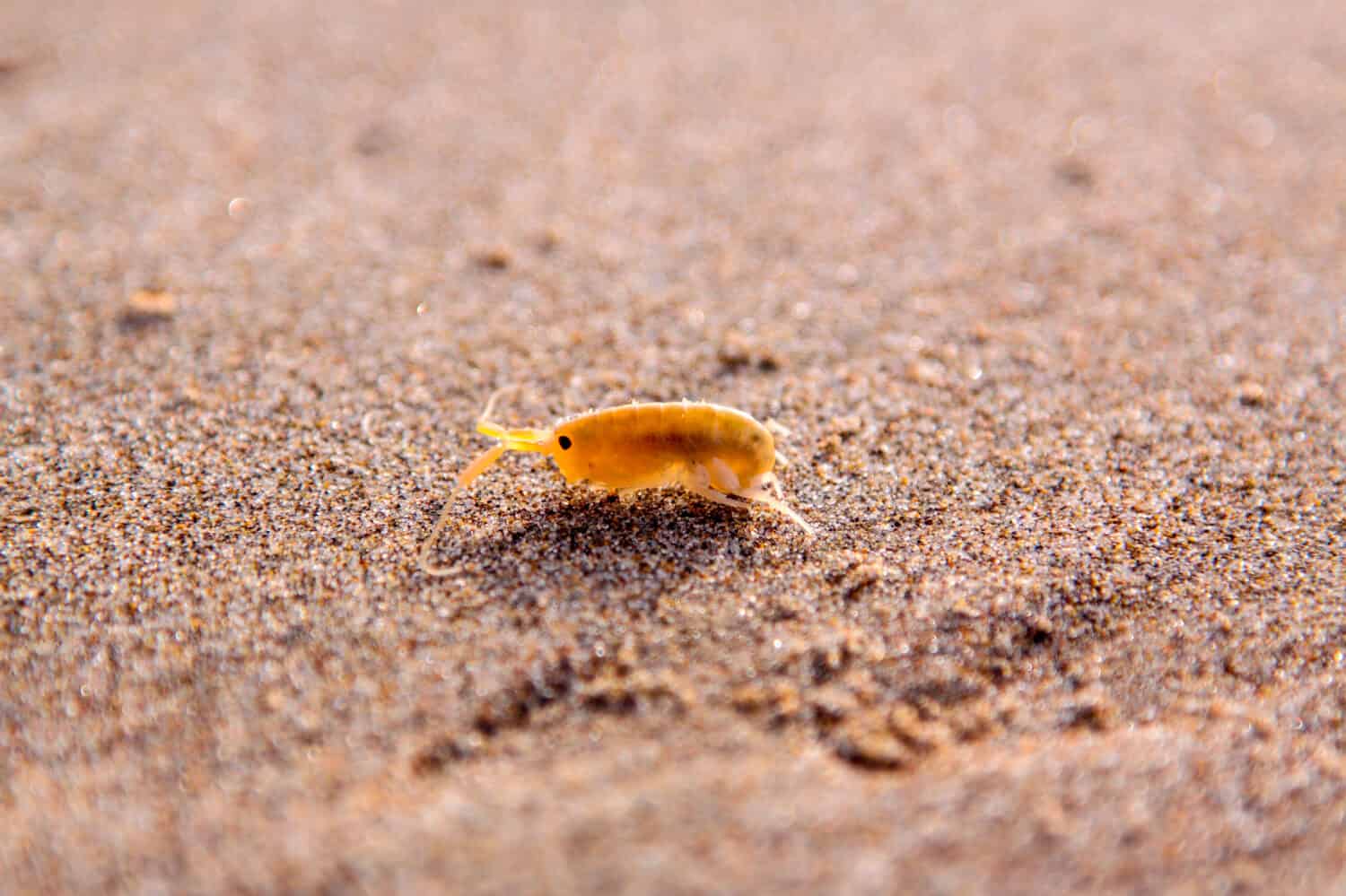 Closeup view of a little sandhopper (Talitridae/Amphipod) on a sand of Oregon coast