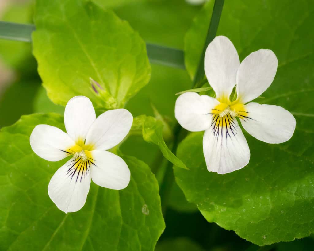 Macro image of Canadian white violet wildflower with green background