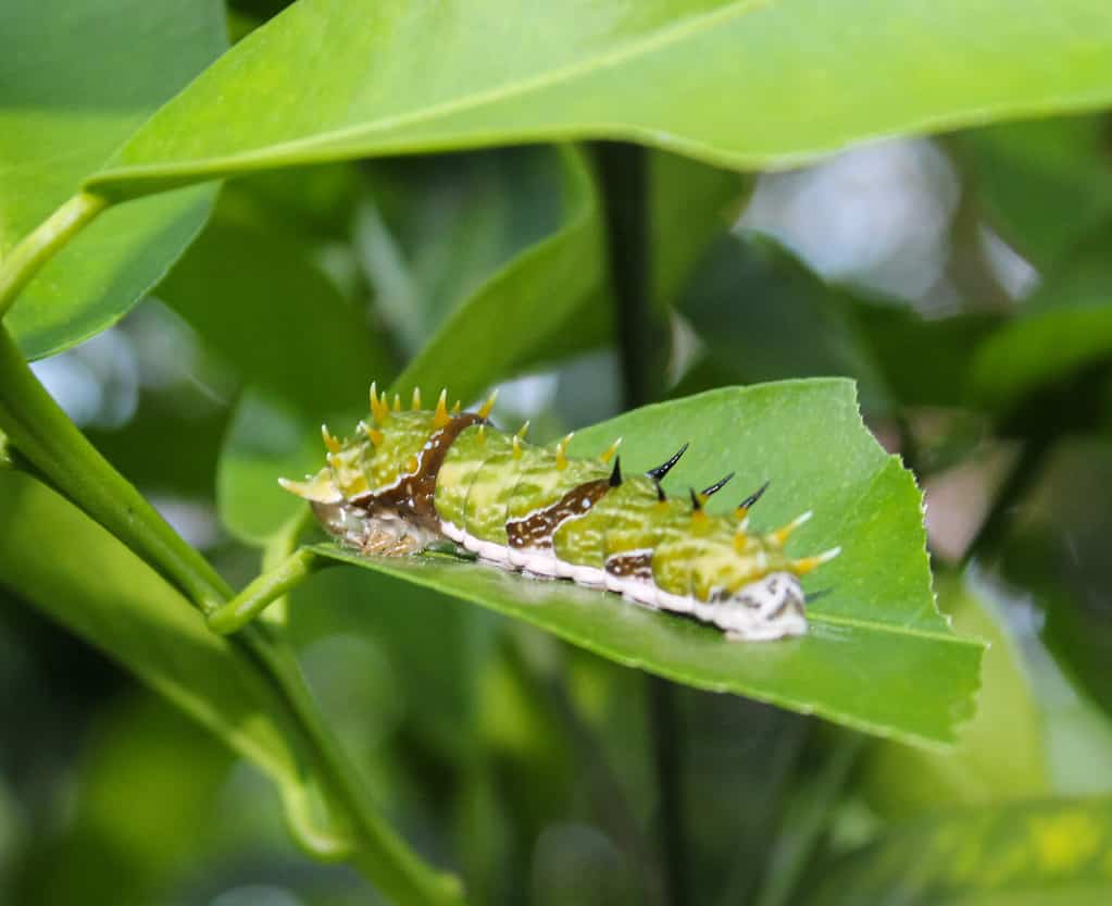 A close-up photograph of an Orchard Swallowtail Caterpillar or Large Citrus Caterpillar (Papilio aegeus) in Brisbane, Australia.