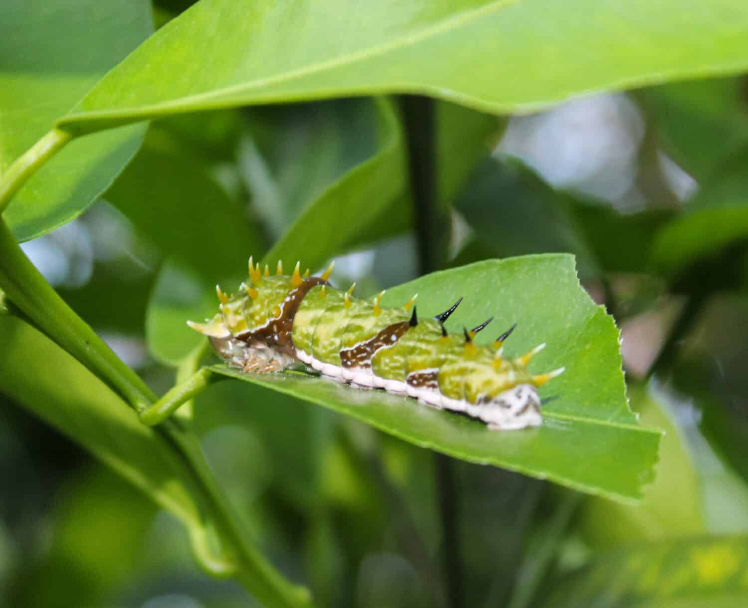 A close-up photograph of an Orchard Swallowtail Caterpillar or Large Citrus Caterpillar (Papilio aegeus) in Brisbane, Australia. 