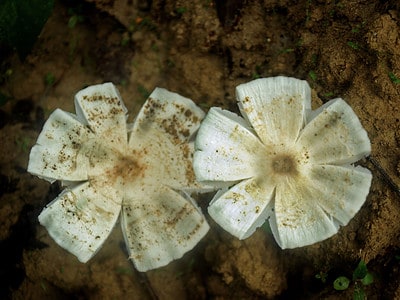 A 5 Mushrooms that Look Like Flowers