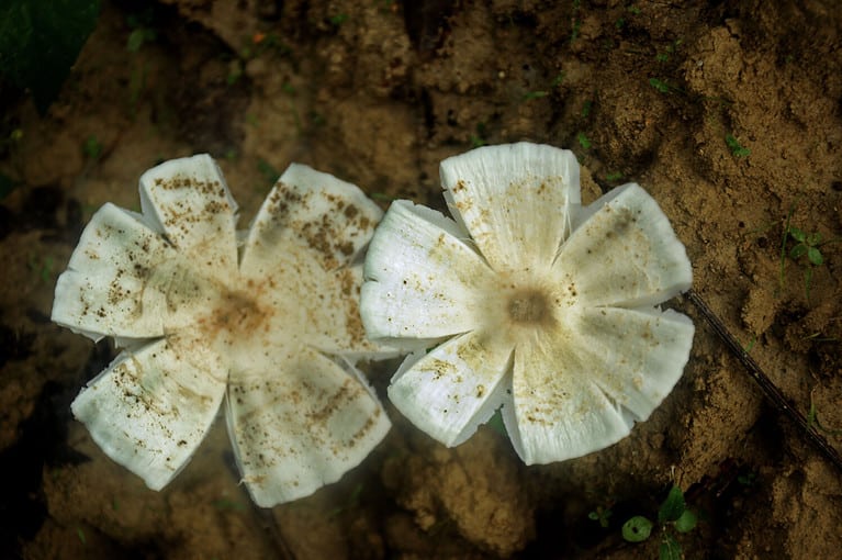 mushroom that looks like a flower