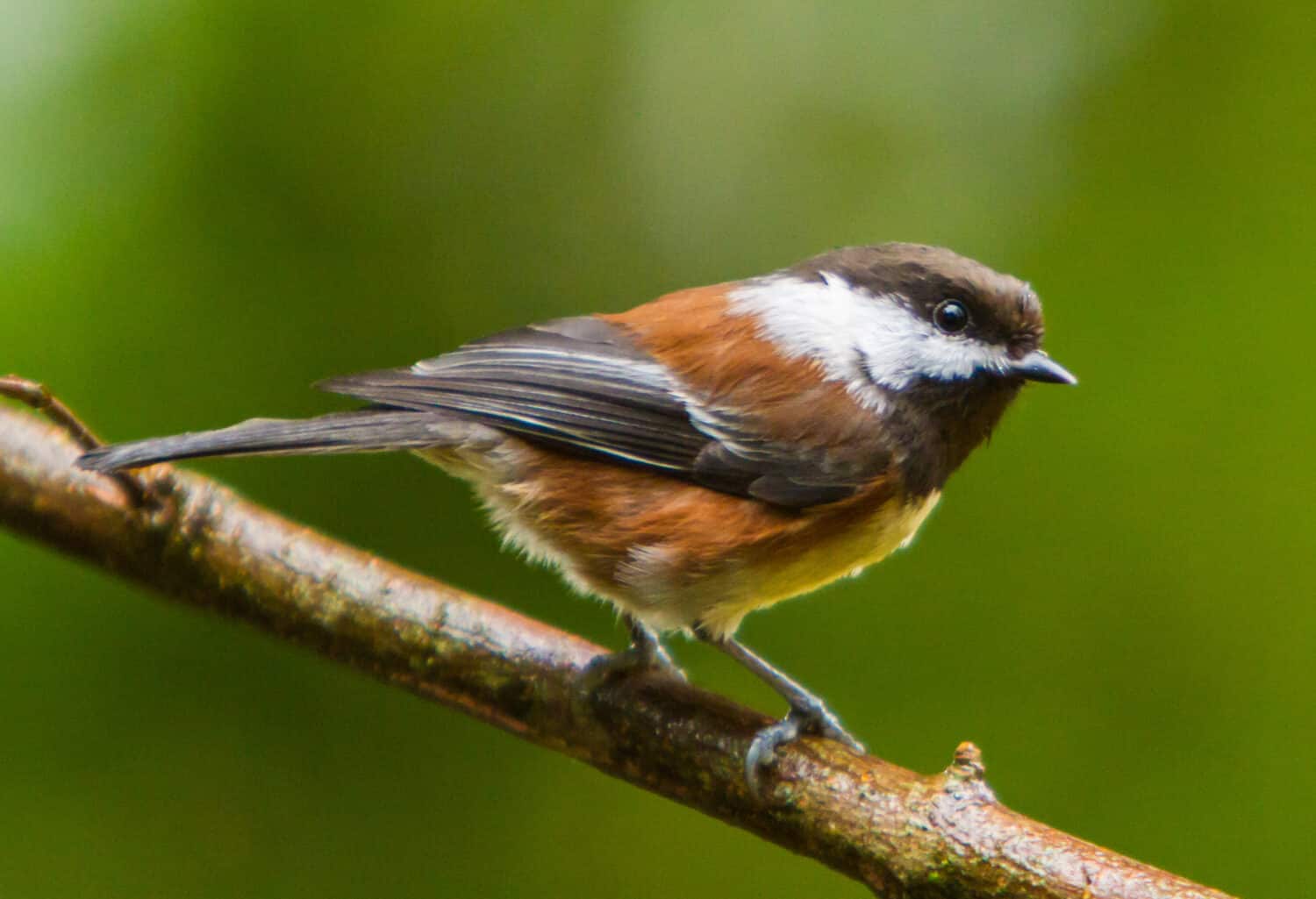 A Chestnut-backed Chickadee perched on a branch