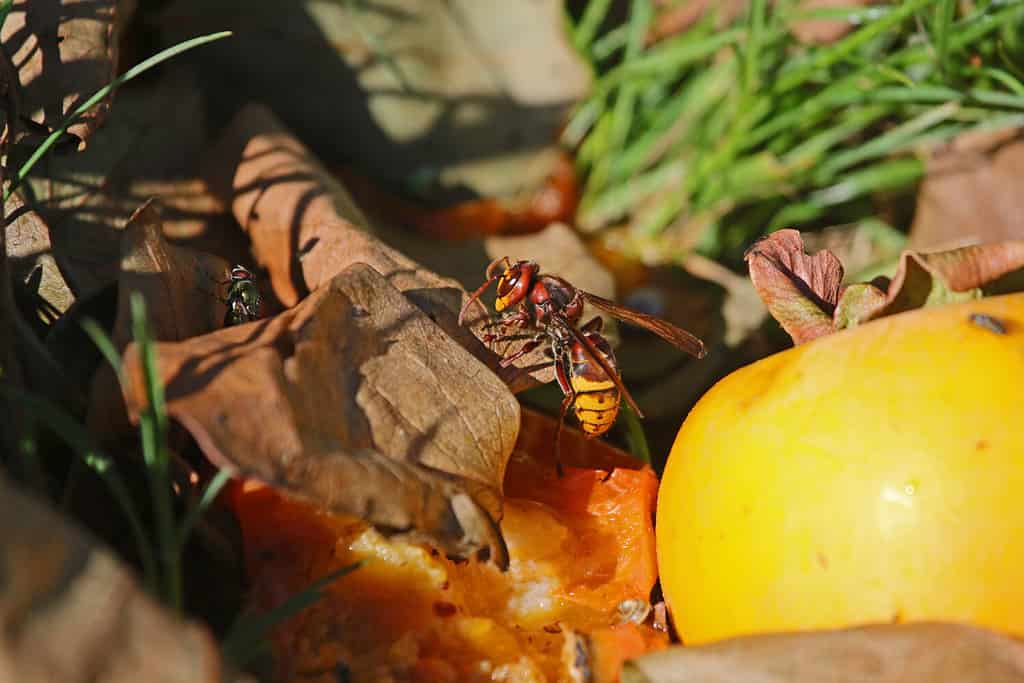 European hornet Latin vespa crabro also called calabrone feeding on a persimon or persimmon fruit Latin diospyros kaki in autumn or fall in Italy