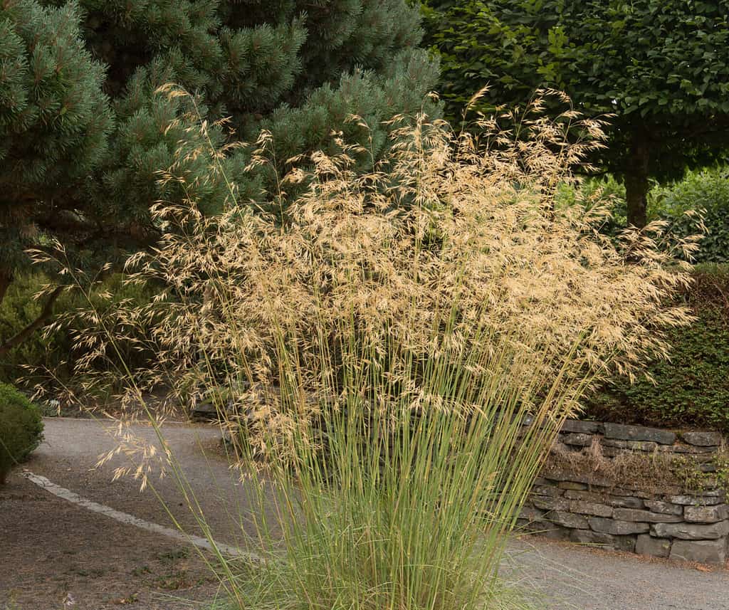 The 23 Best Ornamental Grasses For Zone 6 A Z Animals   Shutterstock 1238981842 Huge Licensed Scaled 1024x858 