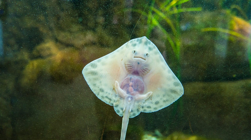 Baby stingray staring underwater at aquarium