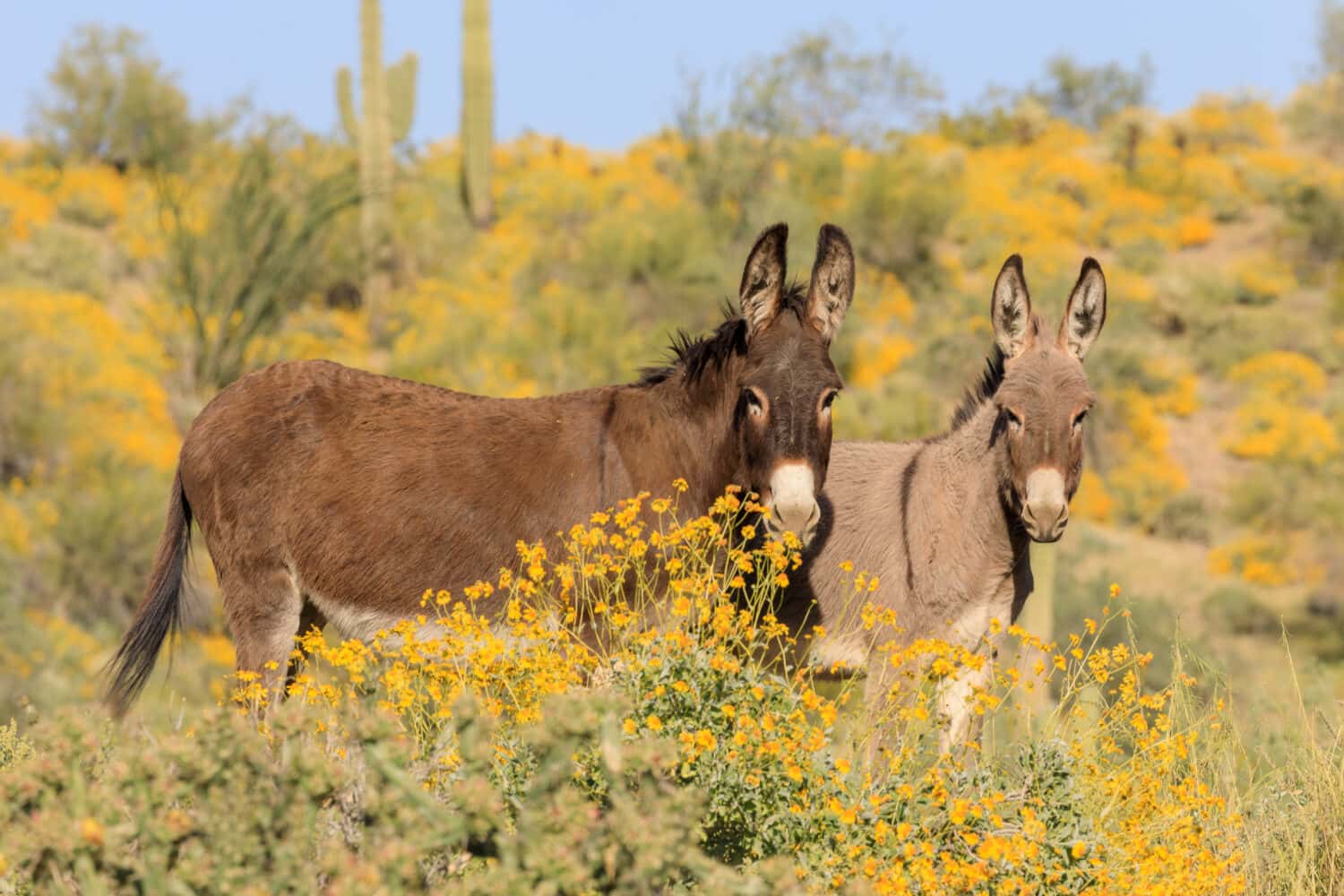Wild Burros in Arizona in Spring
