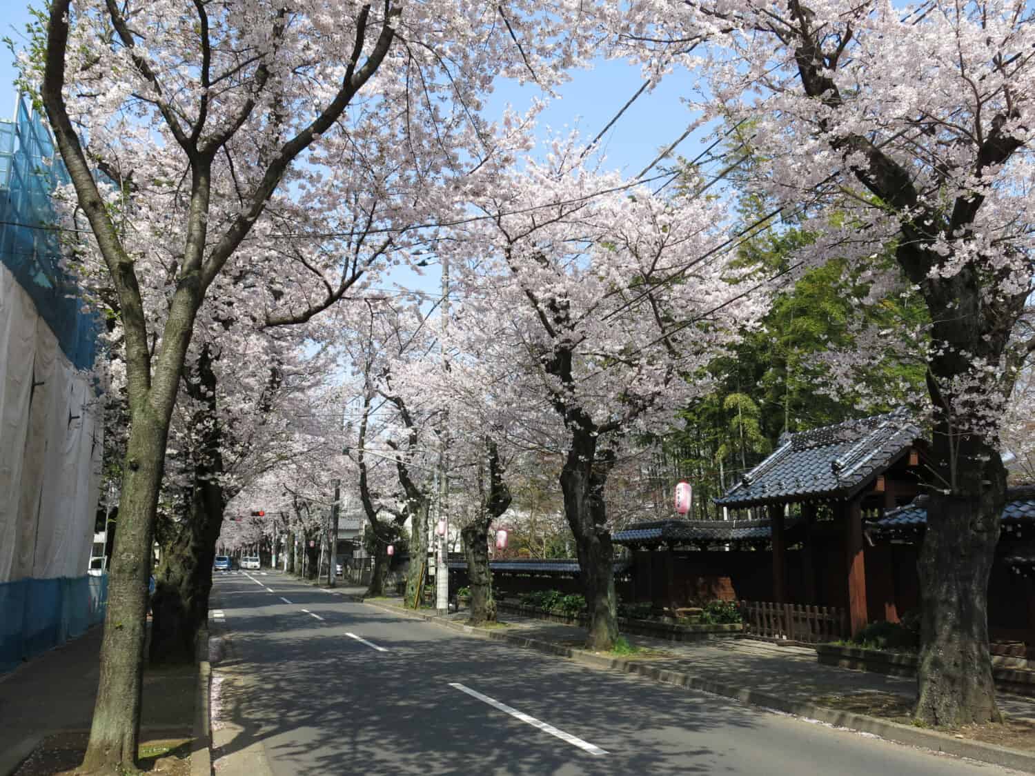 Tokiwadaira Cherry Blossom Promenade where cherry blossoms (sakura) are in full bloom, Matsudo City, Chiba, Japan