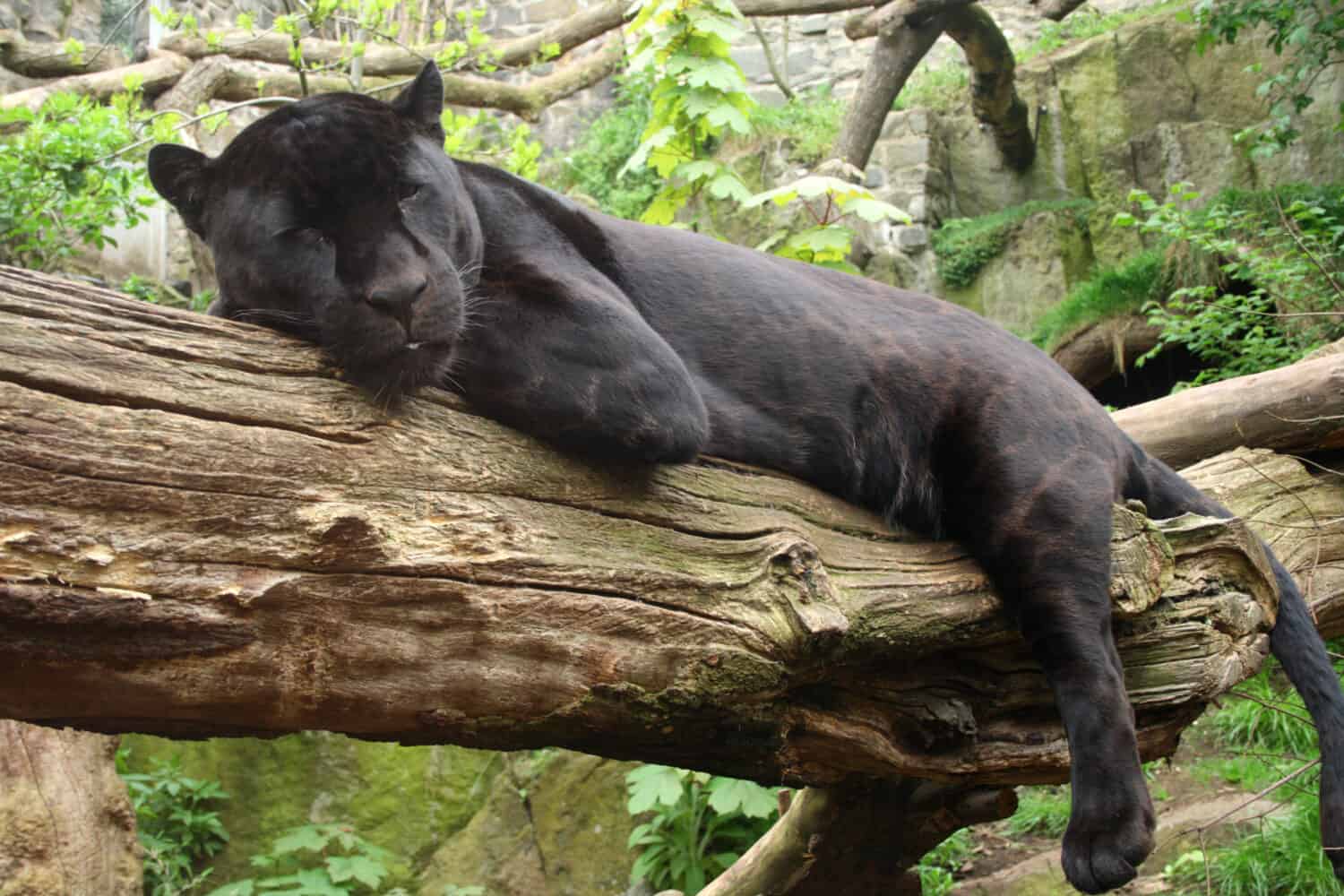 Sleeping black jaguar, (Bagheera from Jungle book?)
