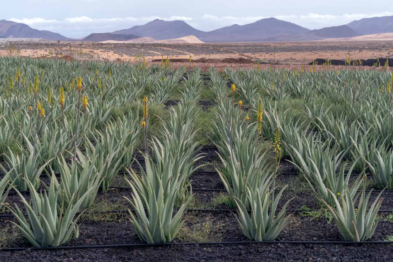 Aloe vera plants on the farm, Fuerteventura, Canary Islands, Spain 