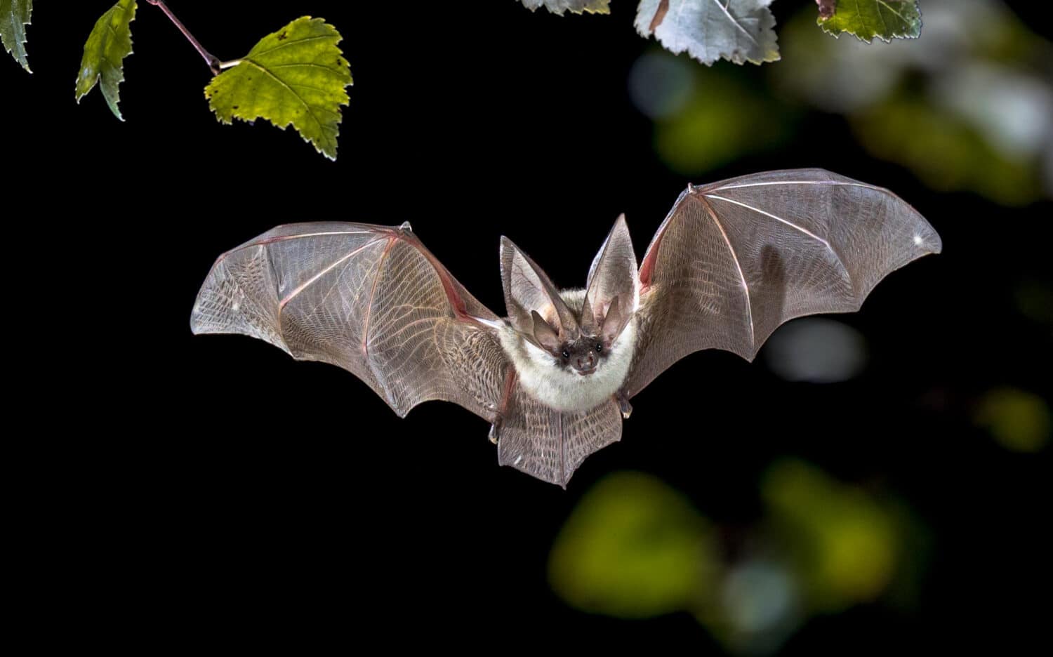 Flying bat hunting in forest. The grey long-eared bat (Plecotus austriacus) is a fairly large European bat. It has distinctive ears, long and with a distinctive fold. It hunts above woodland.