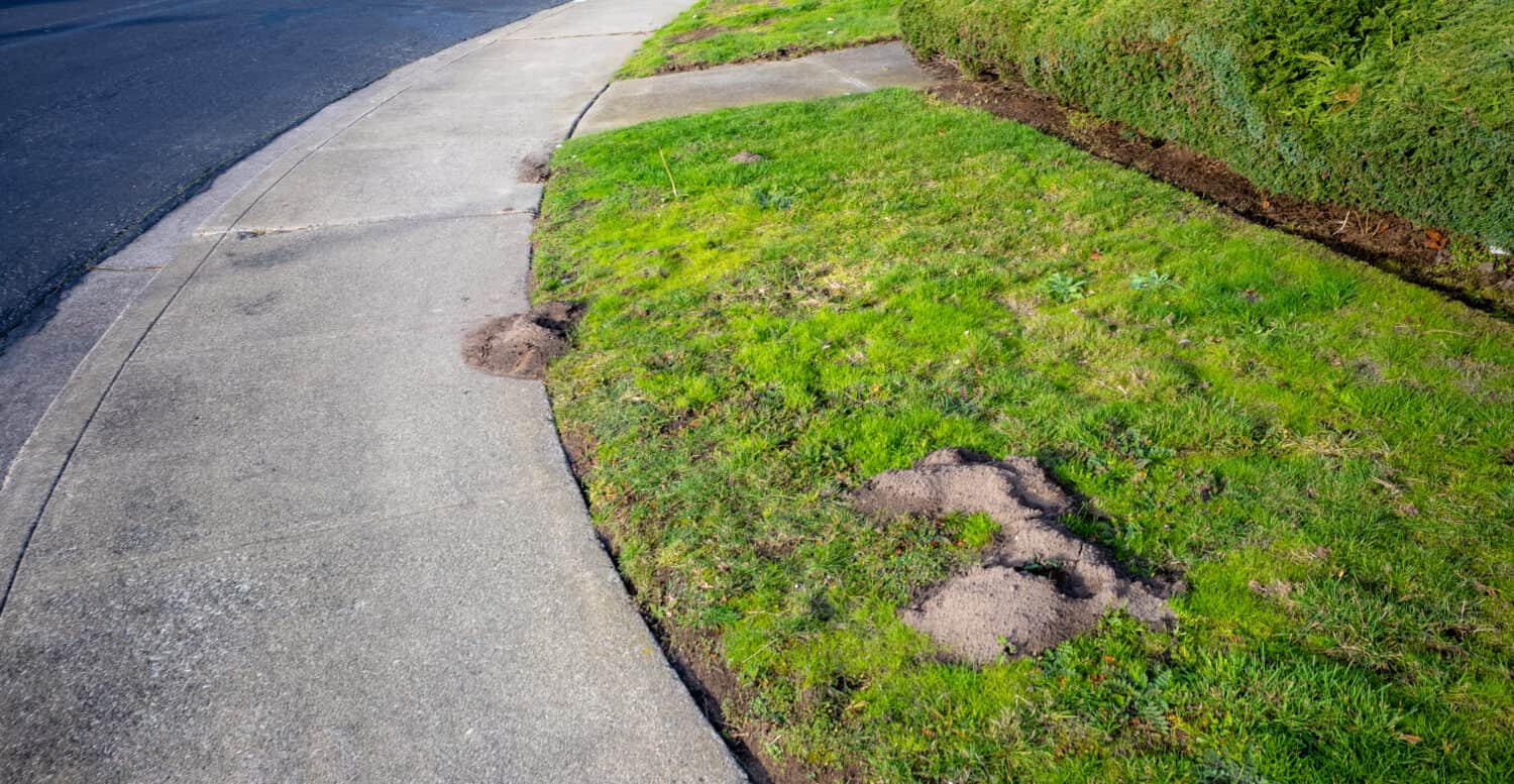 Gophers build mounds in a California lawn.