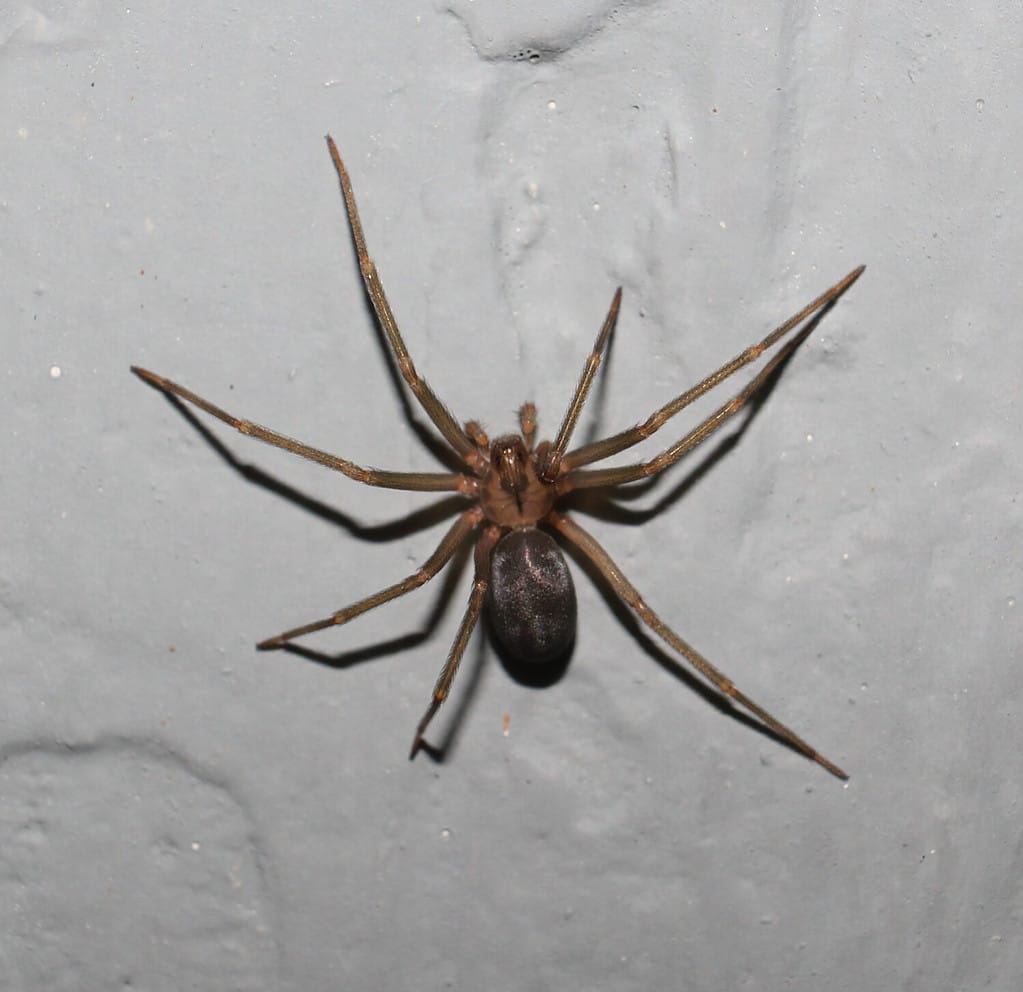 Brown Recluse in Kentucky. Habitats, Behavior, and Avoiding Them - A-Z ...