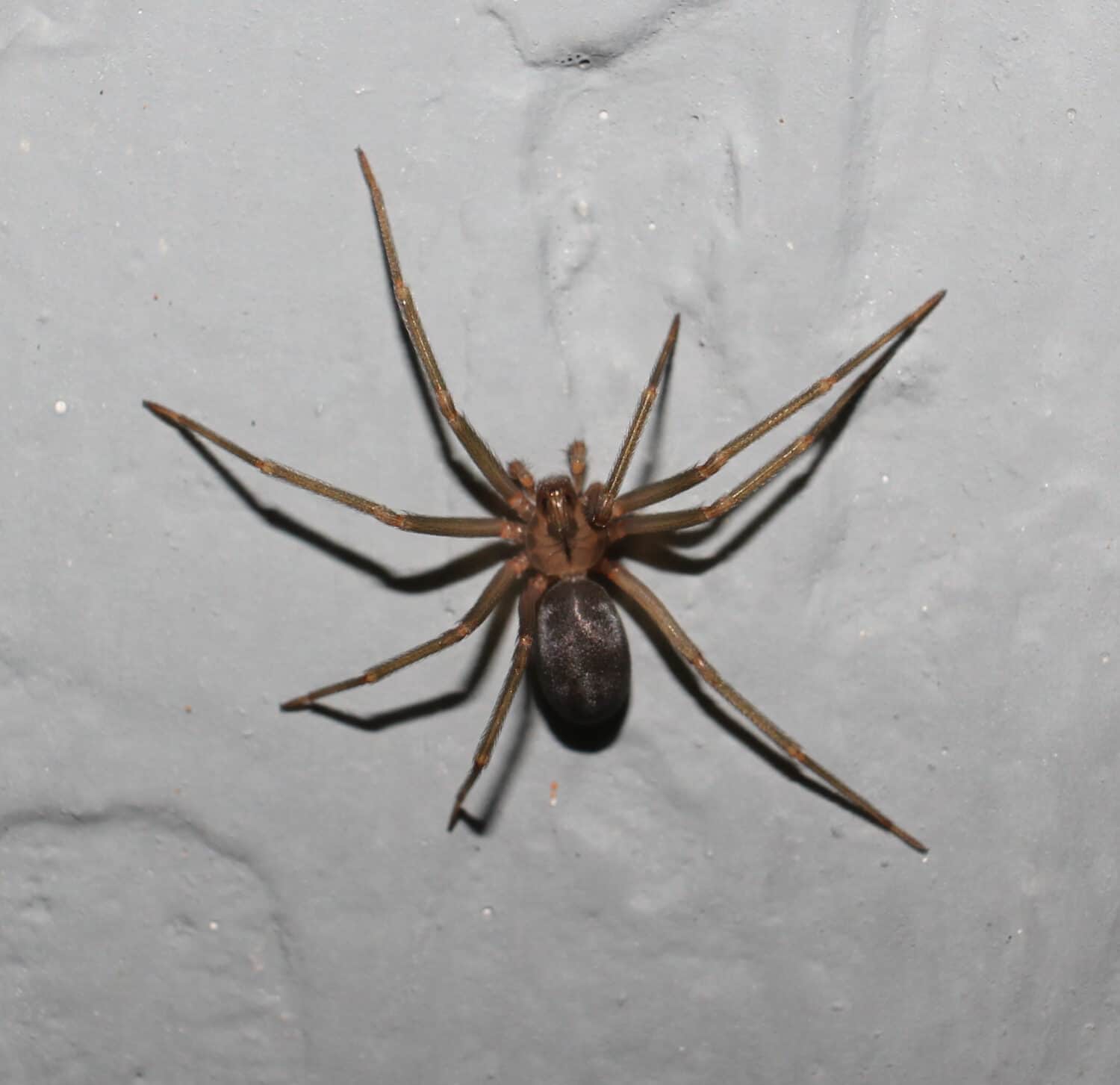 Adult female Loxosceles reclusa. (Brown recluse)