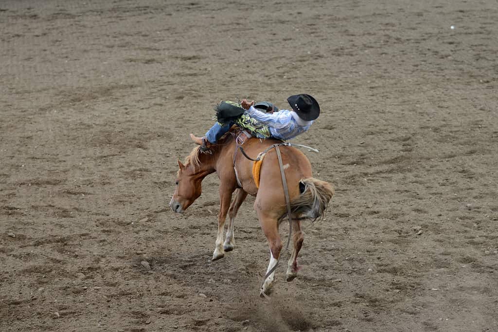 Rodeo Riders in Wyoming