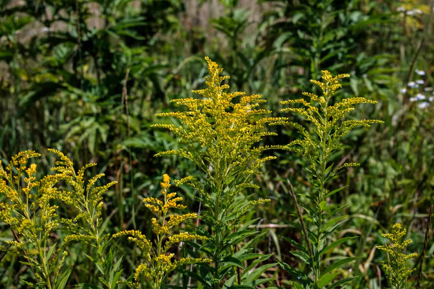 Herb of Canada goldenrod (Solidago altissima)
