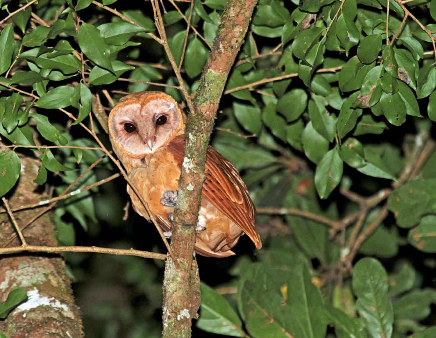 Red owl (Tyto soumagnei) perched in canopy or tropical rainforest of Madagascar. Looking down.