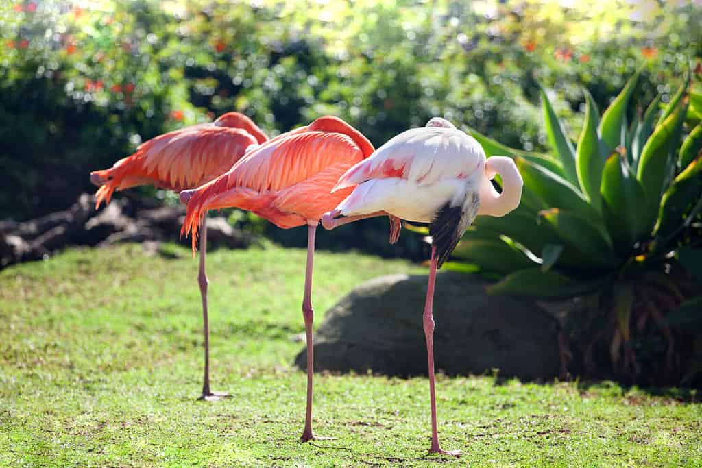 Three beautiful flamingos, two pink flamingos and one white flamingo stand in row together on one leg on green grass and blurred trees background on sunny day,South Africa