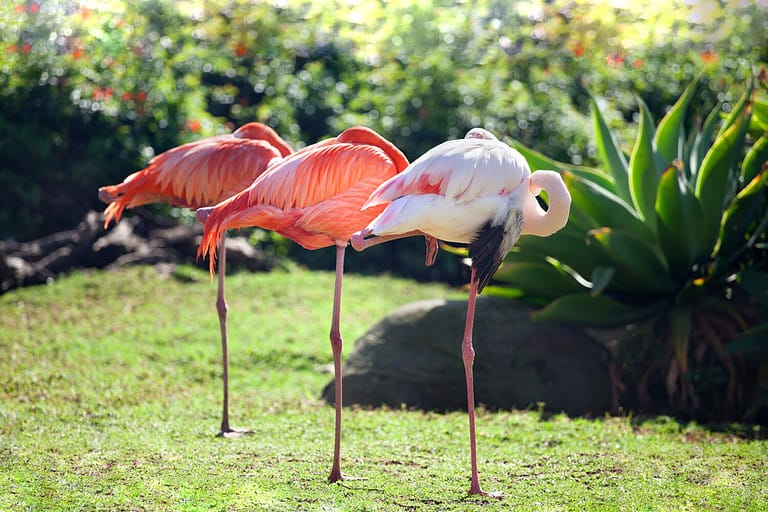 Discover Why Flamingos Really Stand On A Single Leg - A-Z Animals