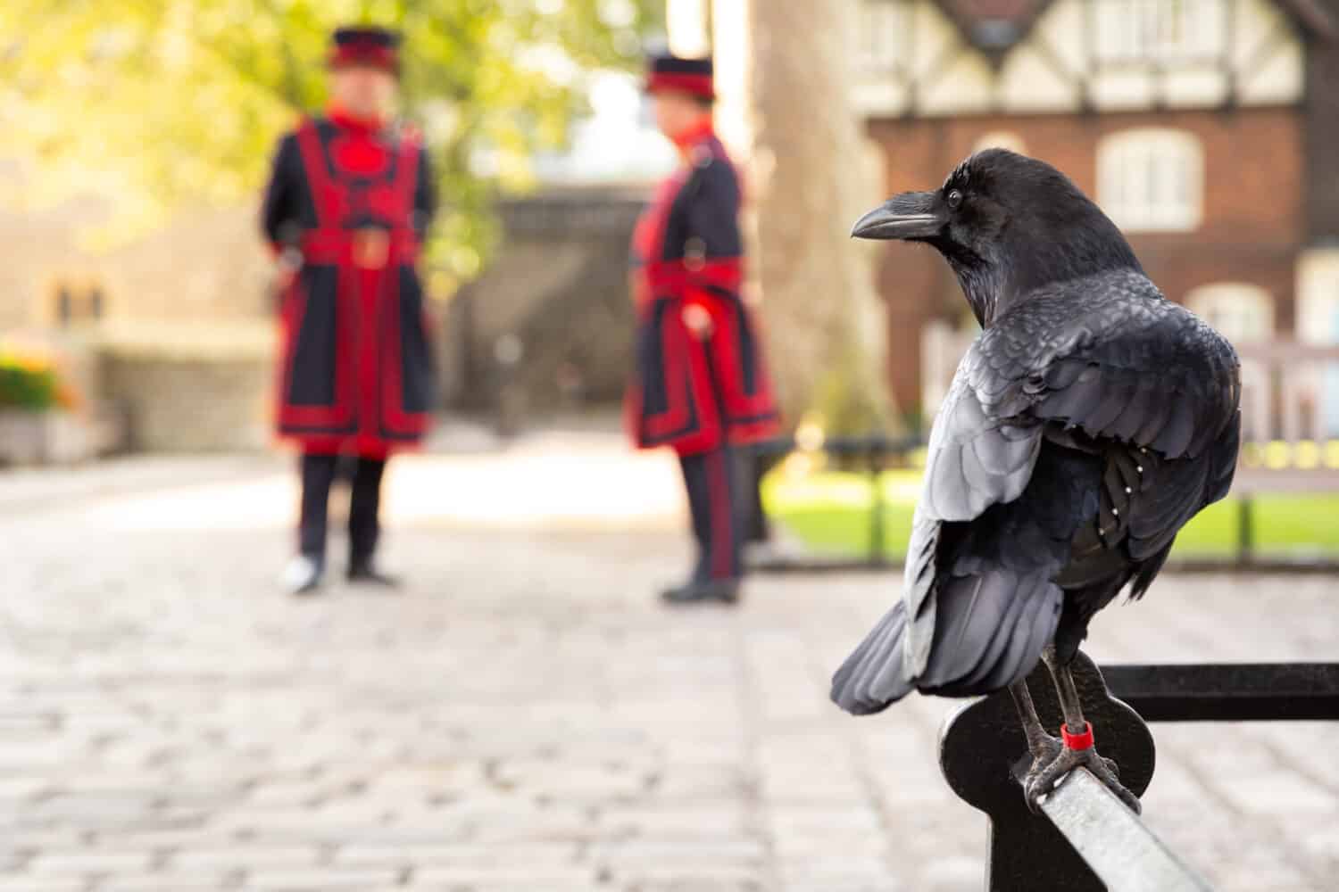 Raven perched on a railing at the Tower of London, with two Yeomen Warders in the blurry background, and space for text on the left