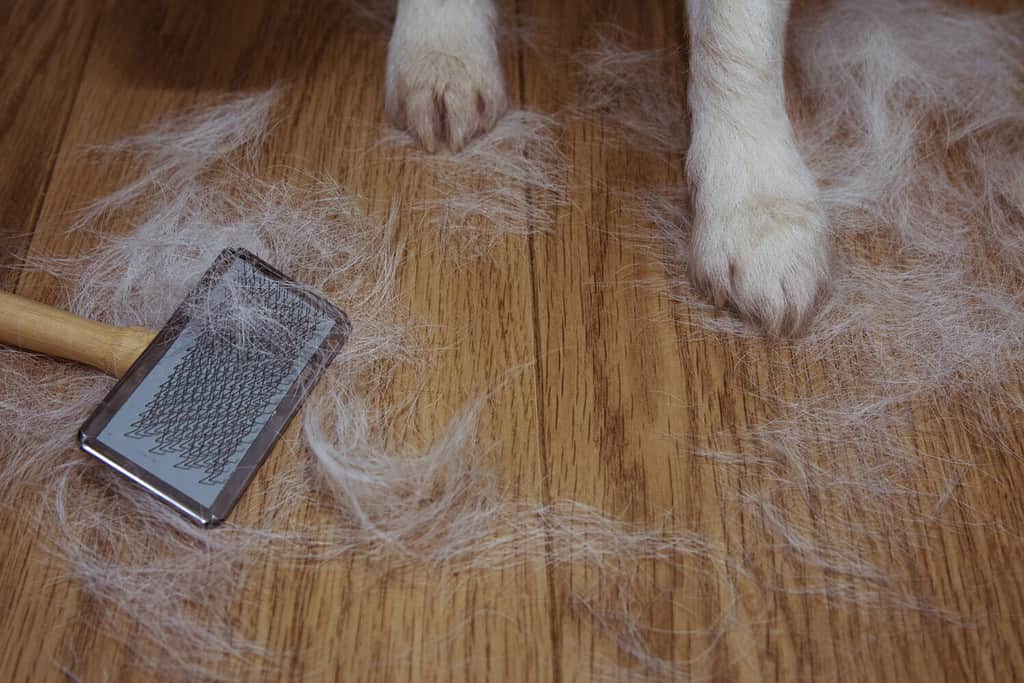 SHEDDING HAIR DOG OR CAT BACGROUNDS DURING MOLT SEASON, AFTER ITS OWNER BRUSHED OR GROOMING THE PET WITH COPY SPACE.
