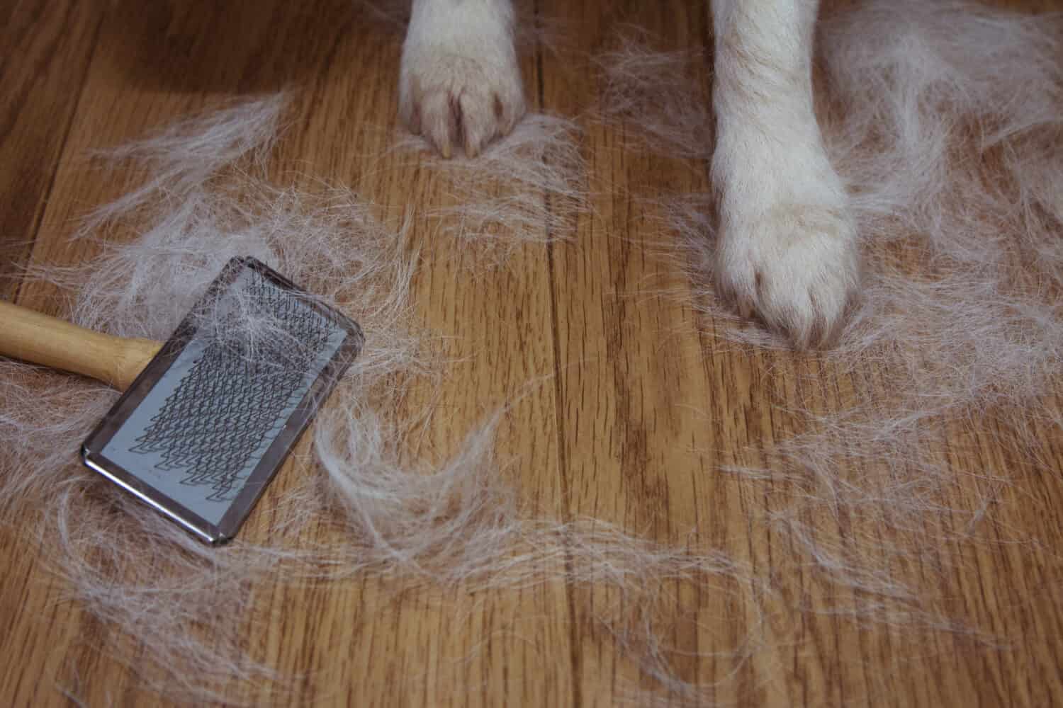 SHEDDING HAIR DOG OR CAT BACGROUNDS DURING MOLT SEASON, AFTER ITS OWNER  BRUSHED OR GROOMING THE PET WITH COPY SPACE.