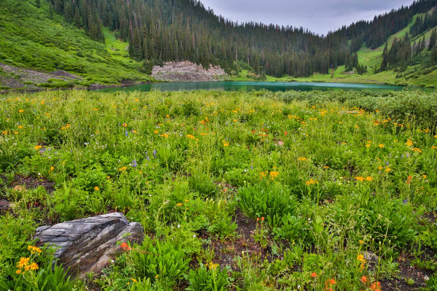 Field of alpine wildflowers in front of Emerald Lake