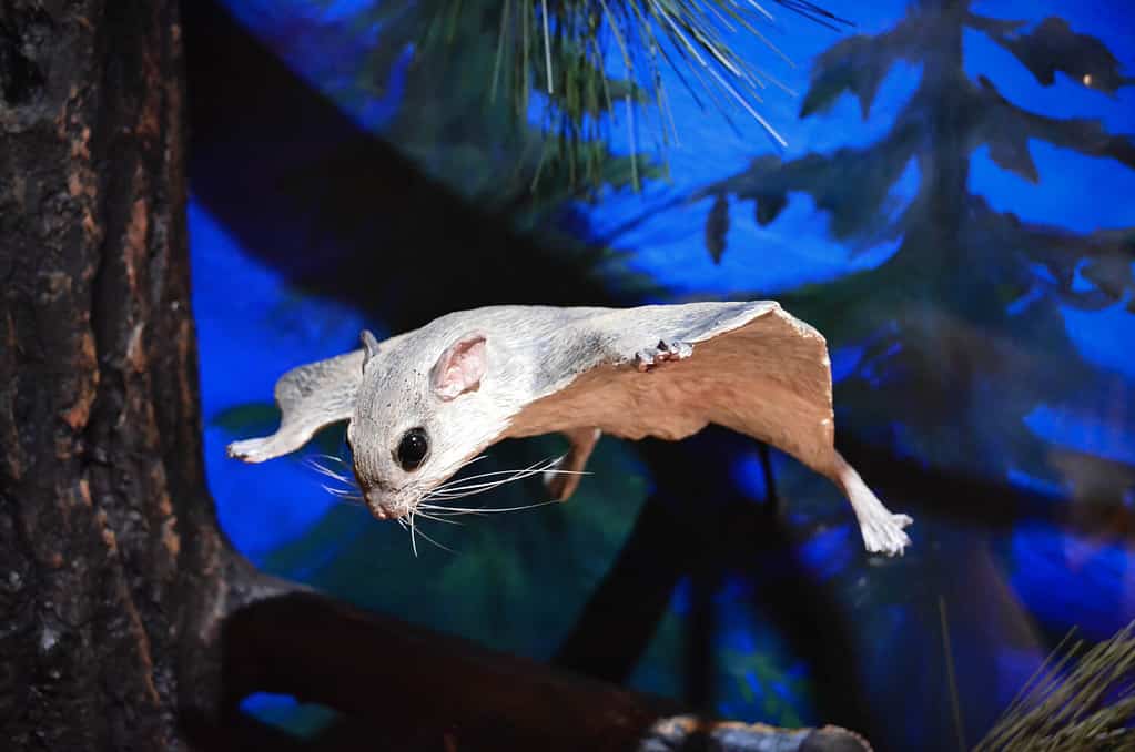 Flying squirrel sugar glider california forest nature pine trees