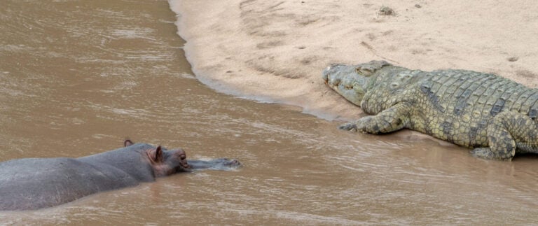 A Hippo meets a Crocodile in the Zambezi River