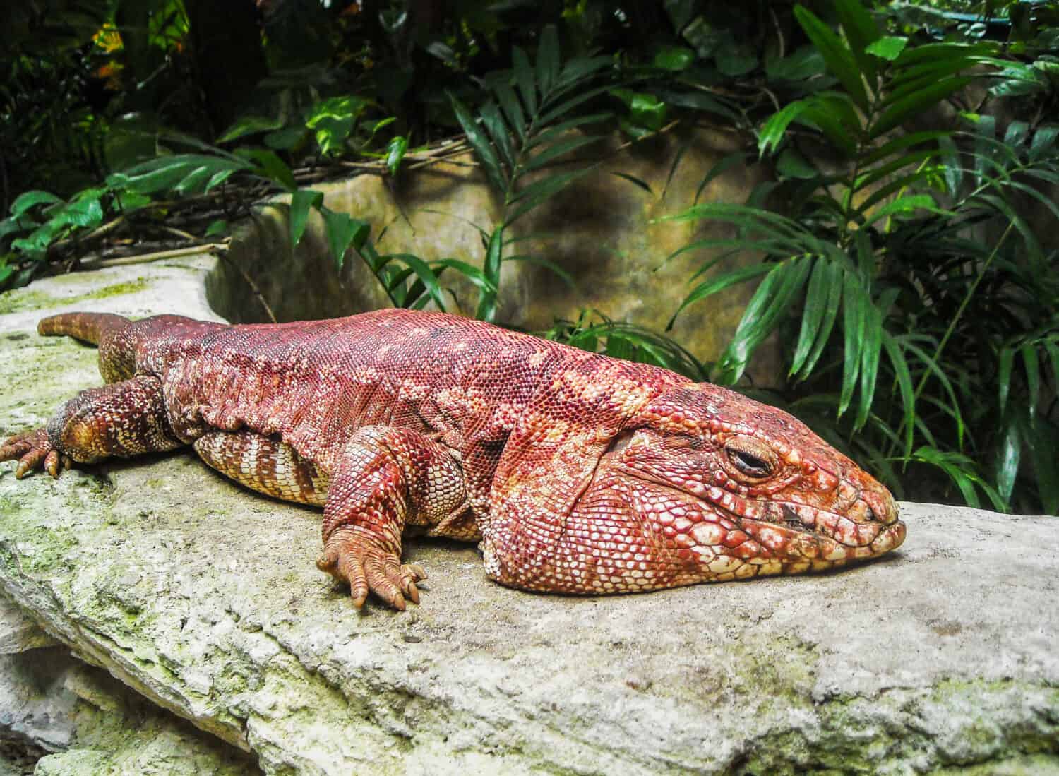 Close-up of a red tegu lizard, Tupinambis rufescens, in Yucatan, Mexico. Reptile, wildlife and animal concept.