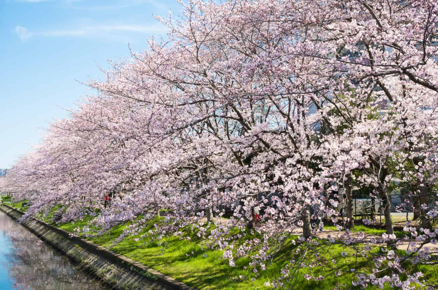 A row of cherry blossom trees along the river in full bloom