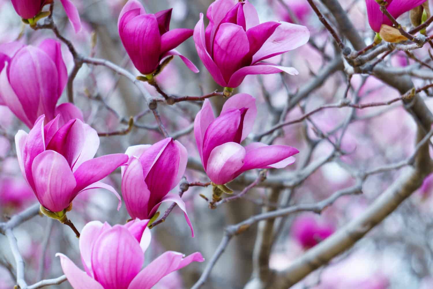 lily magnolia bloom