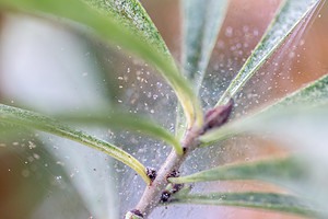 6 Natural and Effective Ways to Get Rid of Spider Mites on Indoor Plants Picture