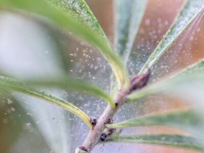 A 6 Natural and Effective Ways to Get Rid of Spider Mites on Indoor Plants