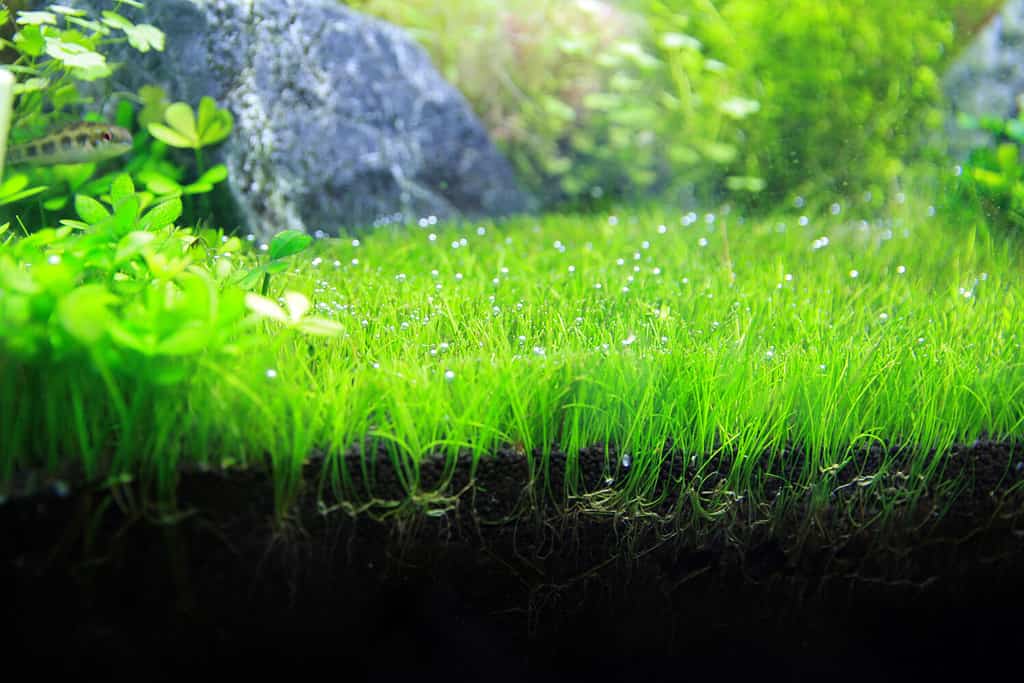 Aquatic plants "Dwarf Hairgrass", generating many beautiful bubbles of oxygen, with many bush plants, fish and rock in background, planted in fresh water, in 24 inch aqua tank.