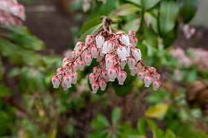 14 Shrubs That Thrive in Zone 7 Shade Gardens Picture