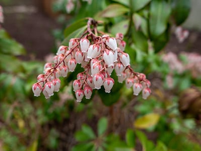 A 14 Shrubs That Thrive in Zone 7 Shade Gardens