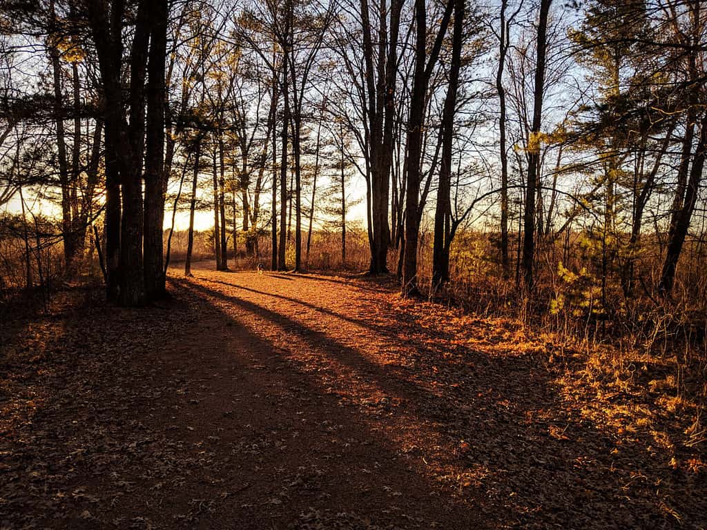 Sunglight shining though the trees on a hiking trail. Green Circle trail in Stevens Point, Wisconsin.