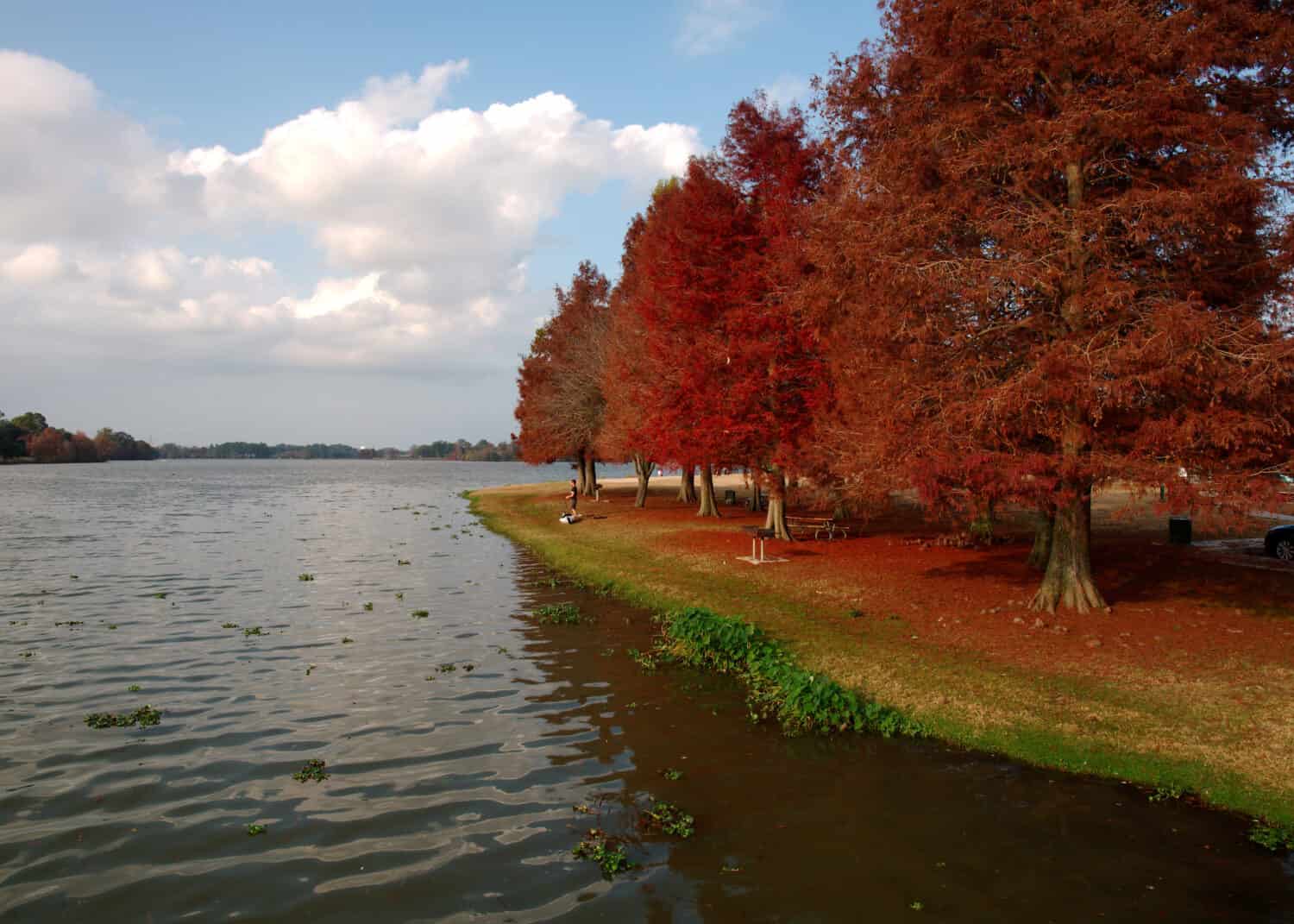 View of Cypress trees with red leaves at University Lake, Baton Rouge, Louisiana, USA