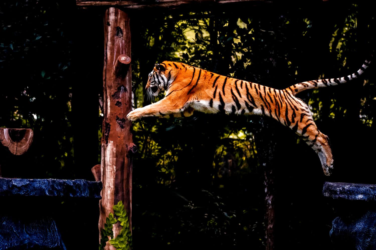 Tiger ( Panthera tigris tigris ) is jumping