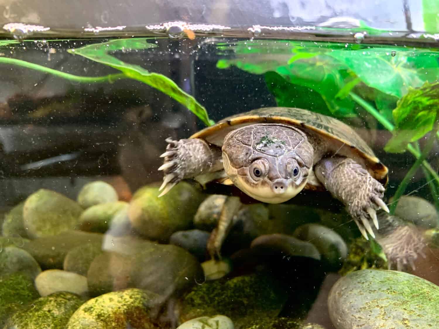 6 Tiny Baby Turtles to Melt Your Heart: The Cutest Small Pet Turtles