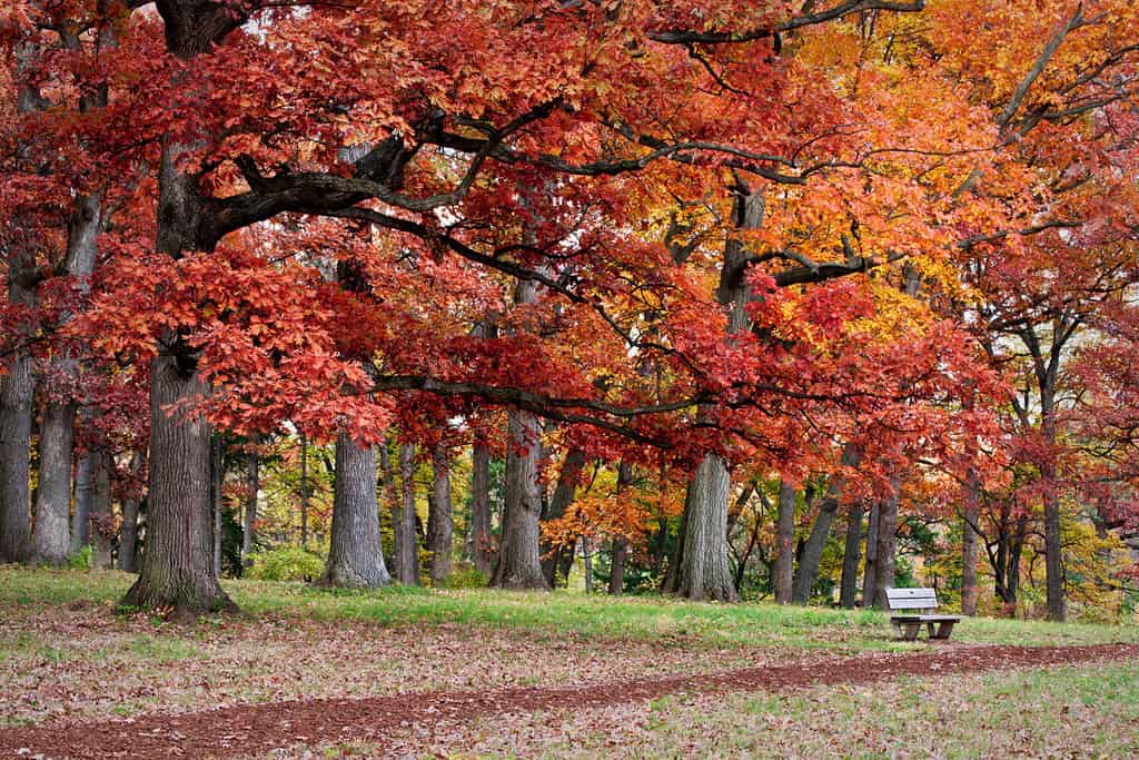 Under Autumn Oaks A path beckons hikers to rest and enjoy the autumn colors at The Morton Arboretum, Lisle, Illinois.
