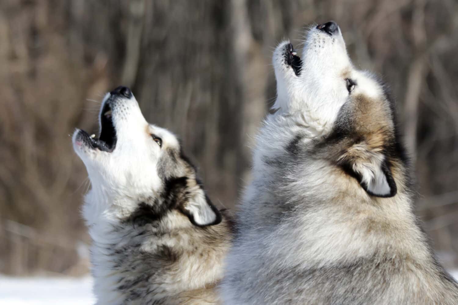 Alaskan Malamutes howling together in front of trees in the winter