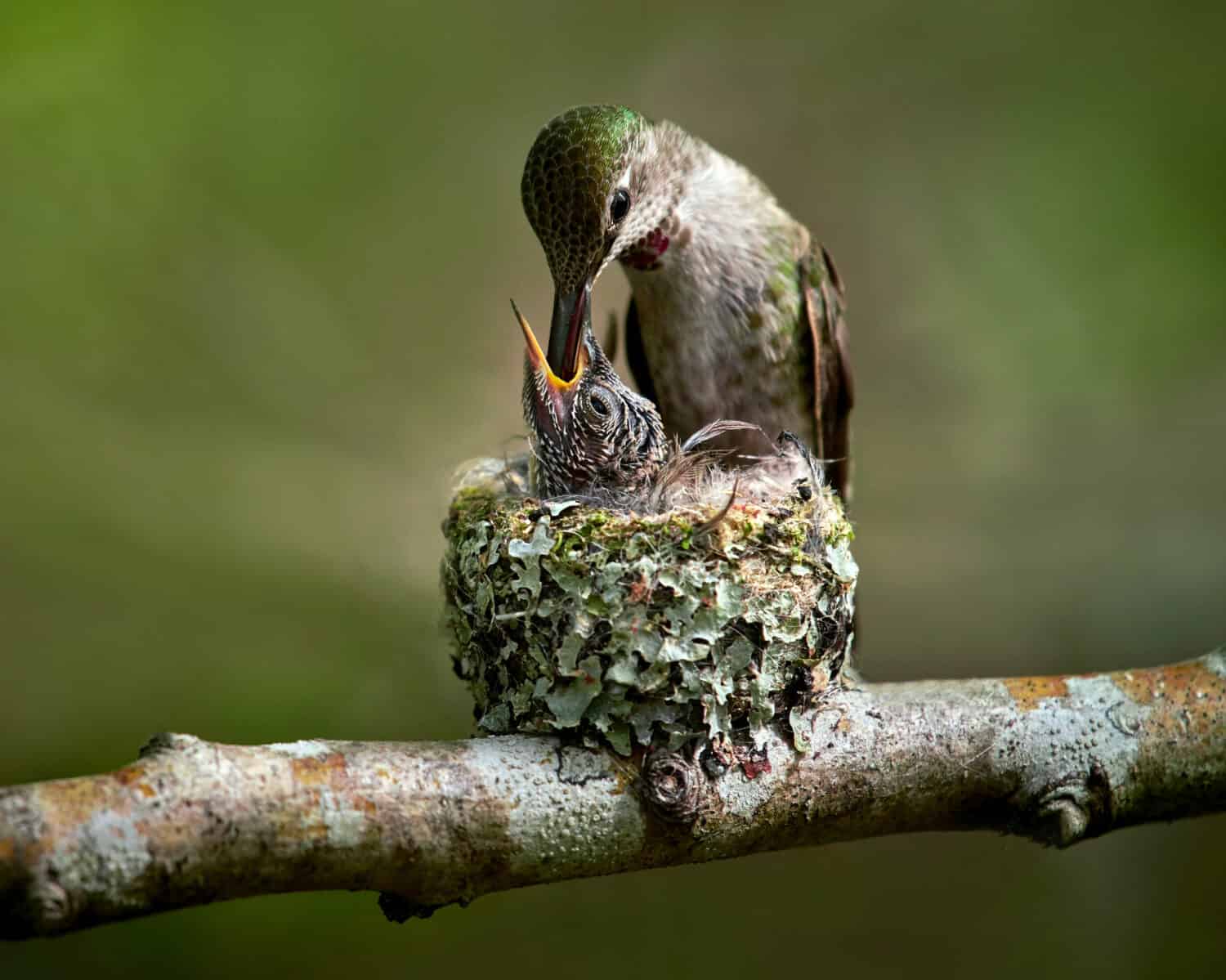 Hummingbird feeding baby in the nest